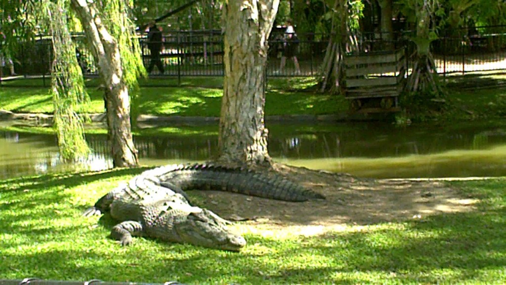 One of the crocs lounging in the sun